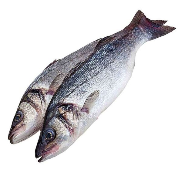 Сибас рыба купить