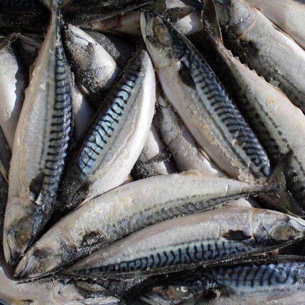 Скумбрия замороженная купить