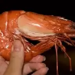 Размер креветок таблица.